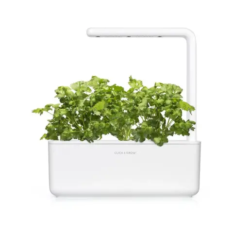 CLICKNGROW Koriander növénykapszula utántöltő Smart Gardenhez 3 db