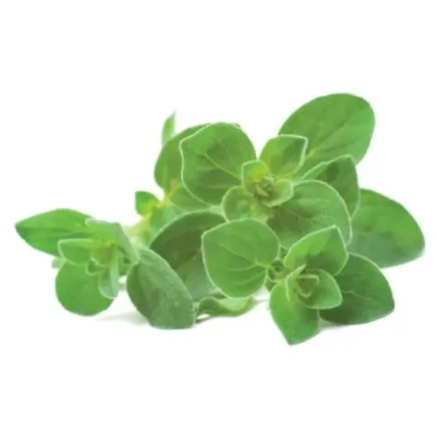 CLICKNGROW Oregánó kapszula magokkal és szubsztrátummal 3db SGR31X3