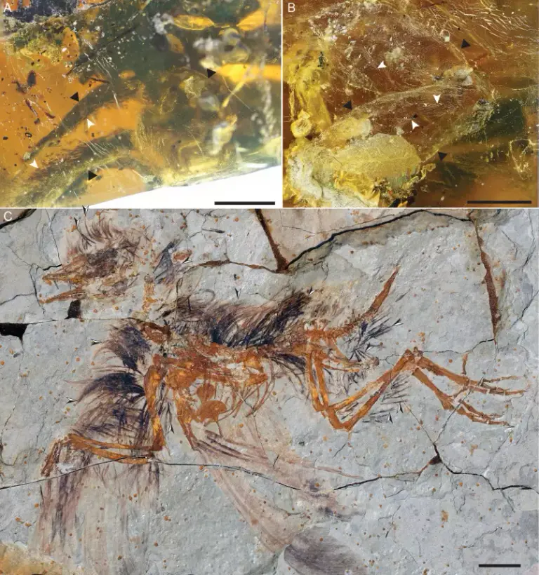 Galéria megnyitása