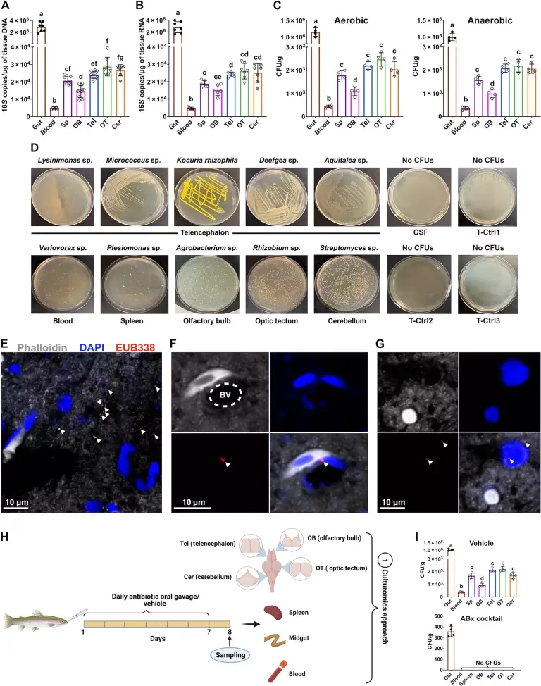 Galéria megnyitása