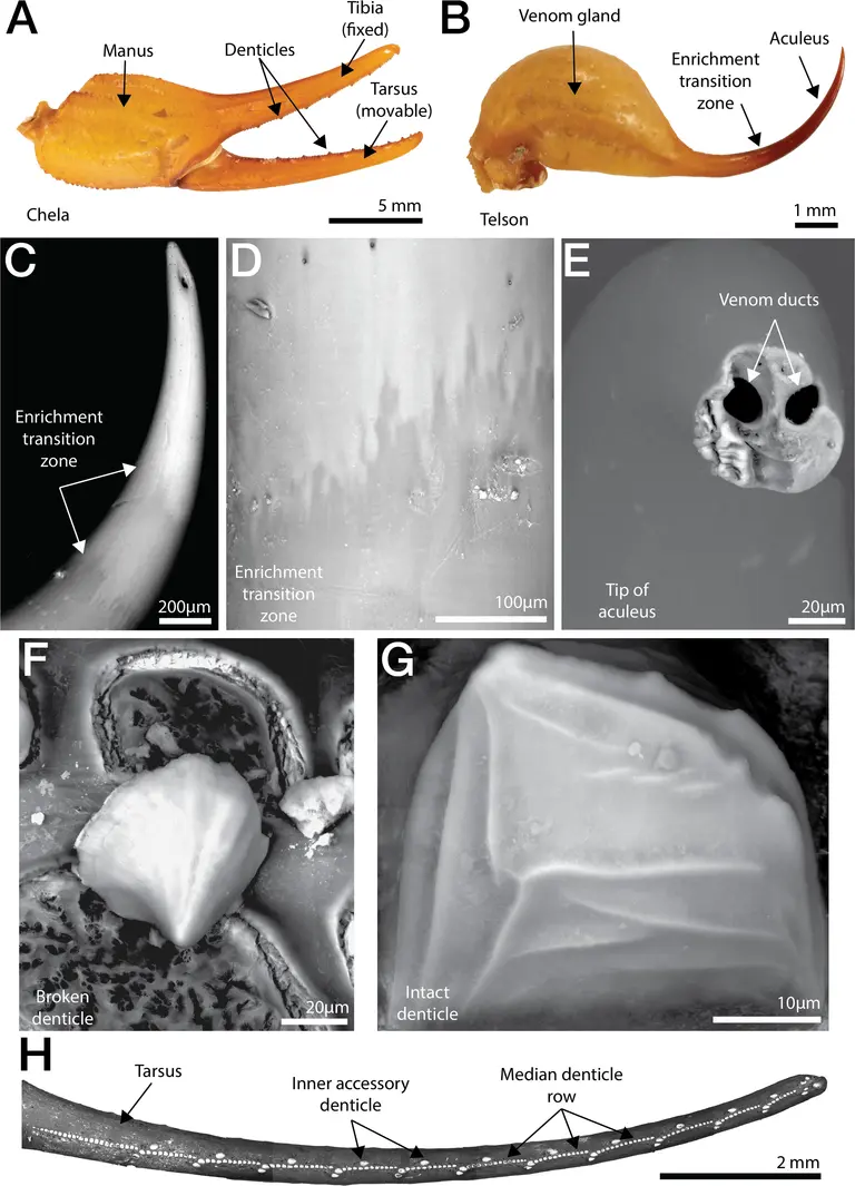 Otvorite galeriju
