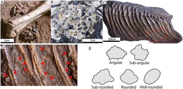 Otvorite galeriju