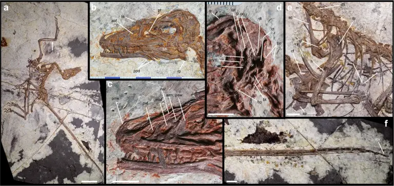 Otvorite galeriju